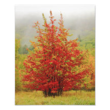 Red Maples on a misty morning Photo