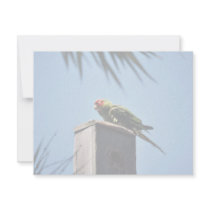 Red Marked Parakeet Custom Announcements