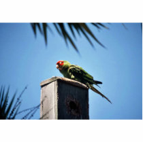 Red Marked Parakeet photo sculptures