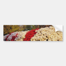 Red Mass of azalea bushes beautifies grounds flowe Bumper Sticker