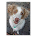 Red Merle Australian Shepherd cards by sbeck44 Red Merle Australian Shepherd cards