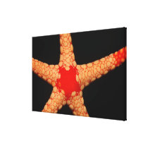 Red-mesh Starfish (Fromia monilis), Maldives. Gallery Wrap Canvas