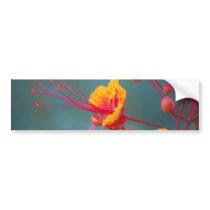 Red Mexican Bird of Paradise bumper stickers