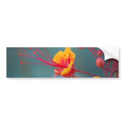 Red Mexican Bird of Paradise Bumper Stickers by blkhorses1975
