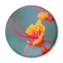 Red Mexican Bird of Paradise magnets by blkhorses1975 Red Mexican Bird of Paradise magnets