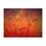 Red Midnight Postcard
