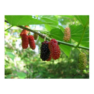 Red Mulberries print