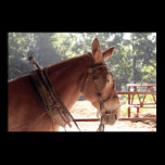 Red Mule Poster posters