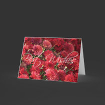 Red Mums - Best Wishes cards