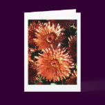 Red Mums