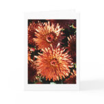 Red Mums