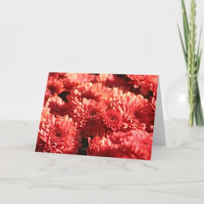 Red Mums in Public Garden Cards by kgallo. Red Mums in Public Garden