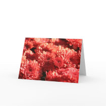 Red Mums in Public Garden cards