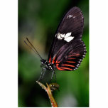 Red n Black Longwings Photo Sculptures