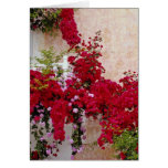 Red Naoussa, Greece flowers Greeting Card