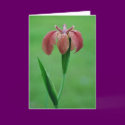 Red Native Louisiana Iris Card