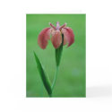 Red Native Louisiana Iris Card by naturegirl7 Red Native Louisiana Iris Card