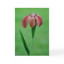 Red Native Louisiana Iris Card