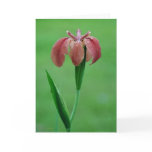 Red Native Louisiana Iris Card