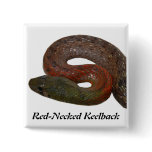Red-Necked Keelback Pinback Button