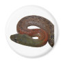 Red-Necked Keelback Magnet