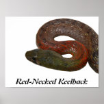 Red-Necked Keelback Posters