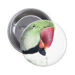 Red Necked Parakeet Pins
