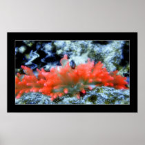Red Neon Anemone with beautifier filter effect Posters