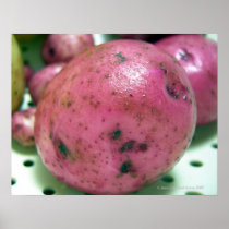 Red Norland potato Print