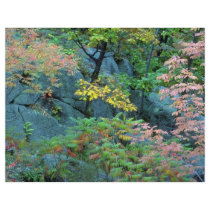 Red oak, beech and staghorn sumac, Gatineau Park, Flyer