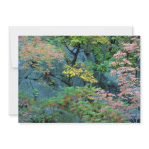 Red oak, beech and staghorn sumac, Gatineau Park, Announcement