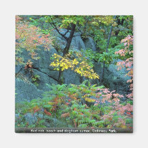 Red oak, beech and staghorn sumac, Gatineau Park, Magnets