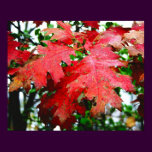 red oak leaves