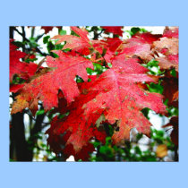 red oak leaves posters