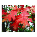 red oak leaves posters by ervkosch red oak leaves posters