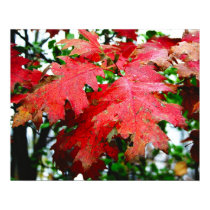 red oak leaves posters