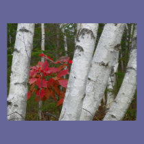 Red Oak Leaves posters