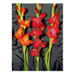 Red, orange and scarlet gladiolus  flowers postcards