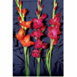 Red, orange and scarlet gladiolus cut outs