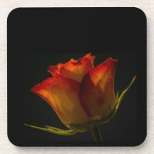 Red Orange and Yellow Rose Coaster