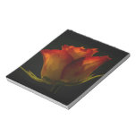 Red Orange and Yellow Rose Scratch Pad