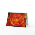Red Orange Rose cards
