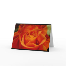 Red Orange Rose cards