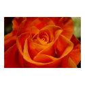 Red Orange Rose posters