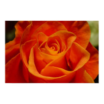 Red Orange Rose posters