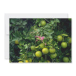 Red Orange tree and flower blossom flowers Personalized Announcements