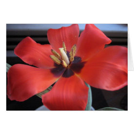Red flower greeting card