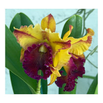 Red Orchid Cataleya posters