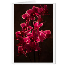 Red Orchid Flower Cards
