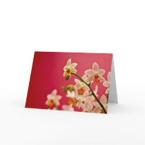 Red Orchid - Greeting Card by SabineStGreetings Red Orchid - Greeting Card